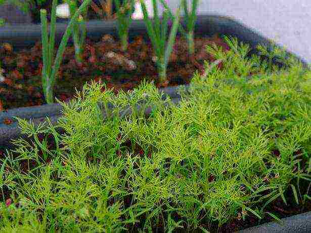 is it possible to grow dill and parsley on the windowsill