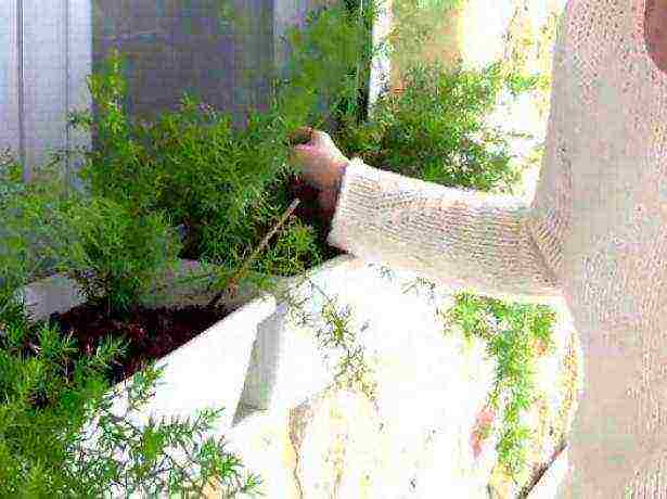 is it possible to grow dill and parsley on the windowsill