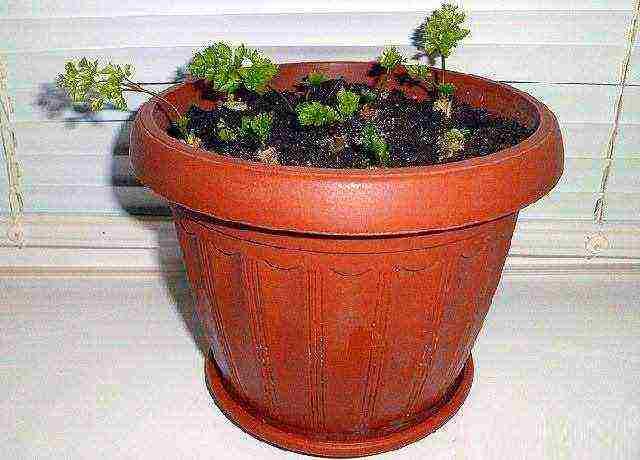 is it possible to grow dill and parsley on the windowsill