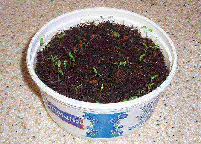 is it possible to grow dill and parsley on the windowsill