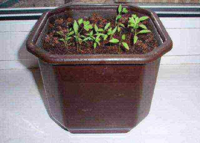 is it possible to grow dill and parsley on the windowsill