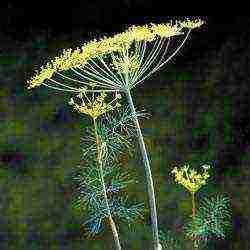 is it possible to grow dill on a windowsill all year round