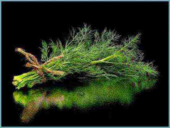 is it possible to grow dill on a windowsill all year round