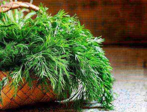 is it possible to grow dill on a windowsill all year round