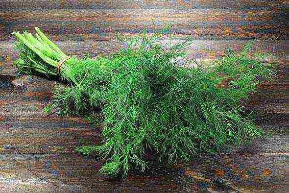 is it possible to grow dill on a windowsill all year round