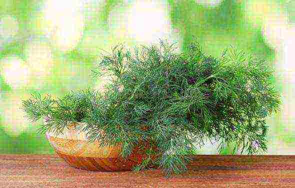 is it possible to grow dill on a windowsill all year round