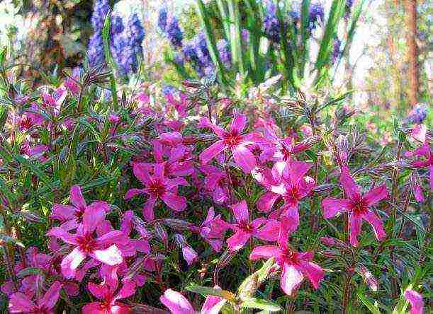 is it possible to grow phlox at home