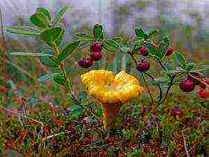 is it possible to grow chanterelles at home