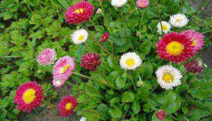 is it possible to grow daisies at home