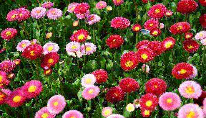 is it possible to grow daisies at home