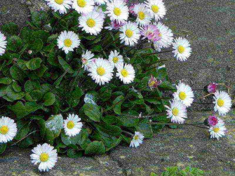 is it possible to grow daisies at home