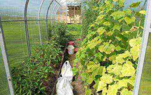 is it possible to grow peppers and cucumbers in the same greenhouse in