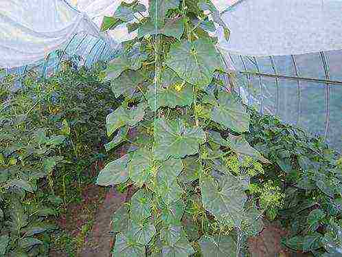 is it possible to grow peppers and cucumbers in the same greenhouse in