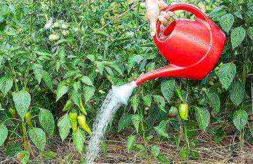 posible bang palaguin ang mga peppers at pipino sa parehong greenhouse sa