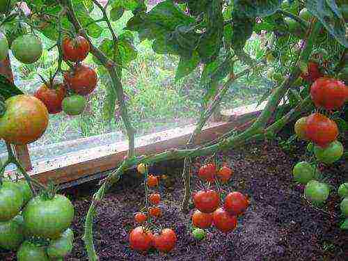 is it possible to grow tomatoes and melons in the same greenhouse