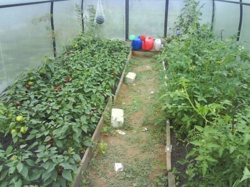is it possible to grow tomatoes and melons in the same greenhouse