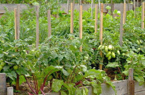 Maaari bang ang mga kamatis at peppers ay lumago sa isang greenhouse na magkasama