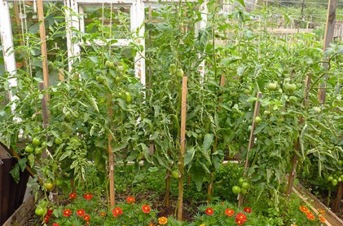 can tomatoes and peppers be grown in a greenhouse together