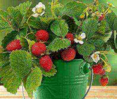 is it possible to grow strawberries at home