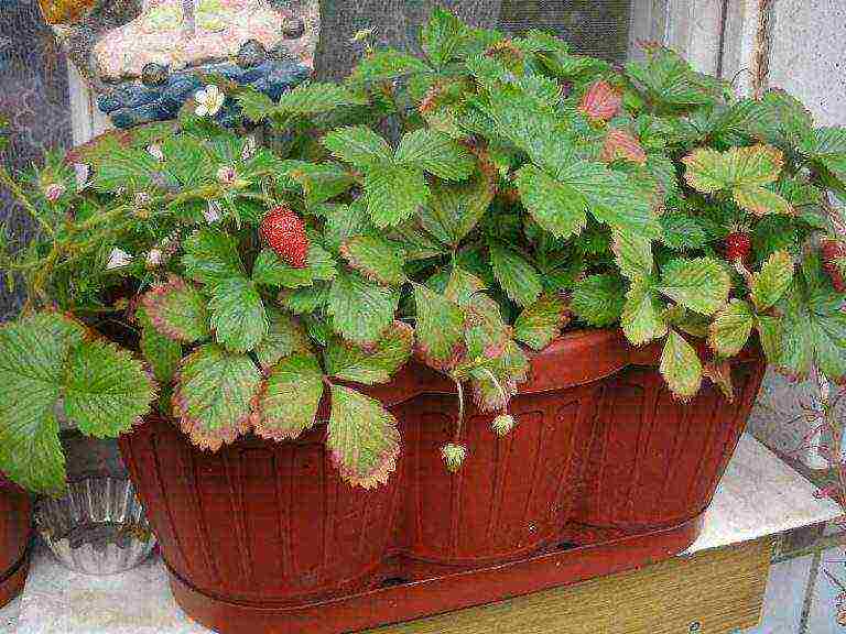 is it possible to grow strawberries at home