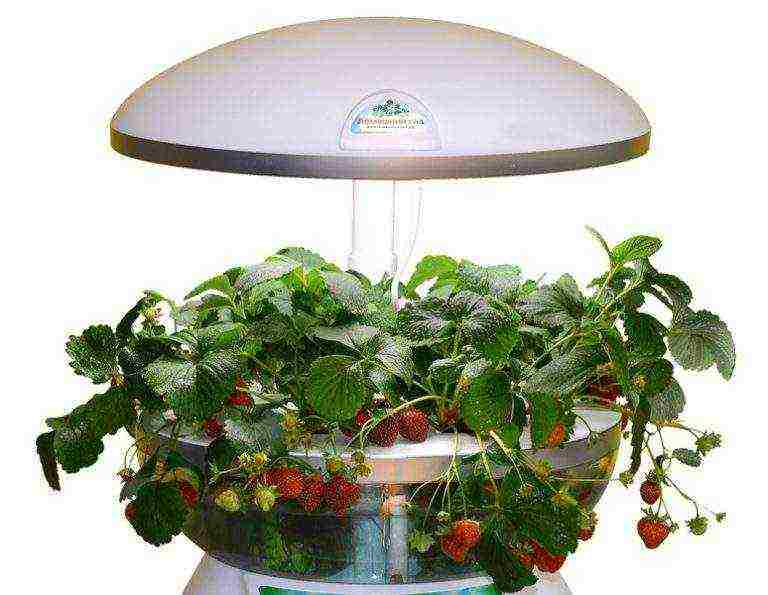 is it possible to grow strawberries at home