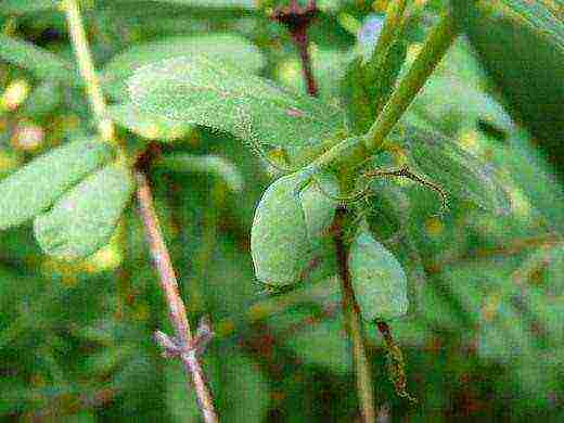 is it possible to grow honeysuckle in the rostov region