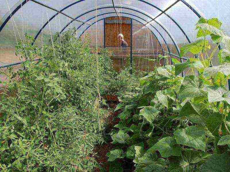 you can grow cucumbers and tomatoes in the same greenhouse