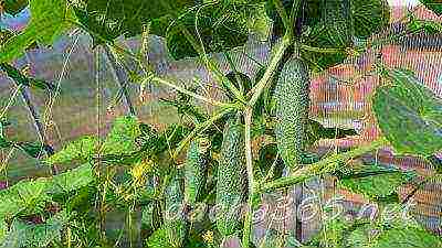 you can grow cucumbers and tomatoes in the same greenhouse