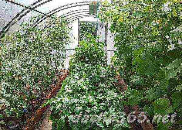 you can grow cucumbers and tomatoes in the same greenhouse