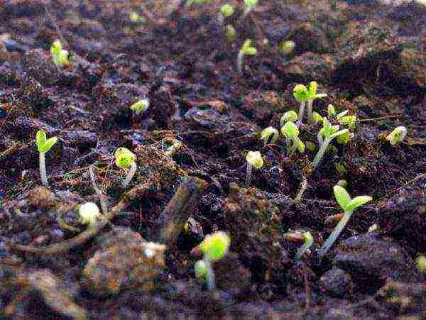 maaari kang magpalaki ng mint sa bahay