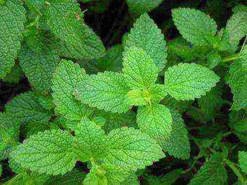 you can grow mint at home