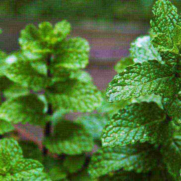 you can grow mint at home