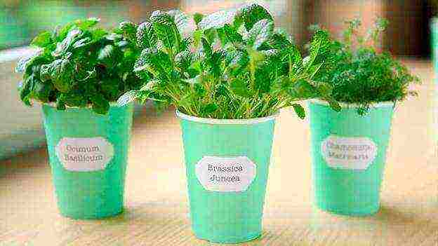 you can grow mint at home