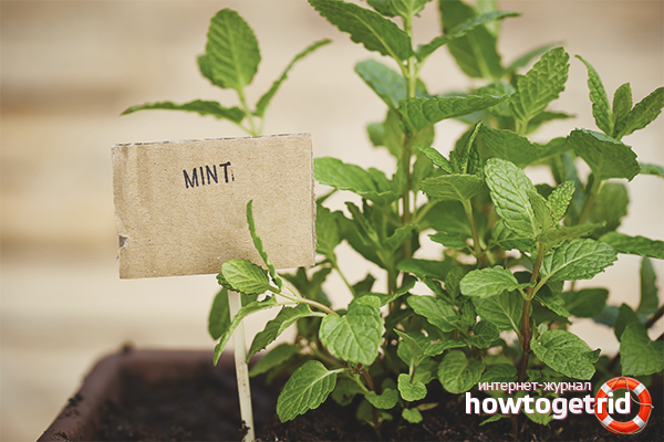 you can grow mint at home