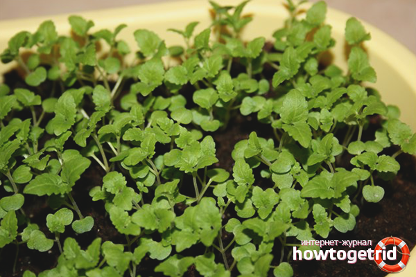 you can grow mint at home