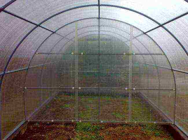 you can grow tomatoes in a greenhouse along with cucumbers