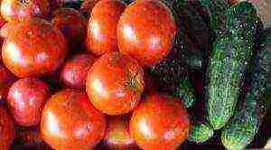 you can grow tomatoes in a greenhouse along with cucumbers