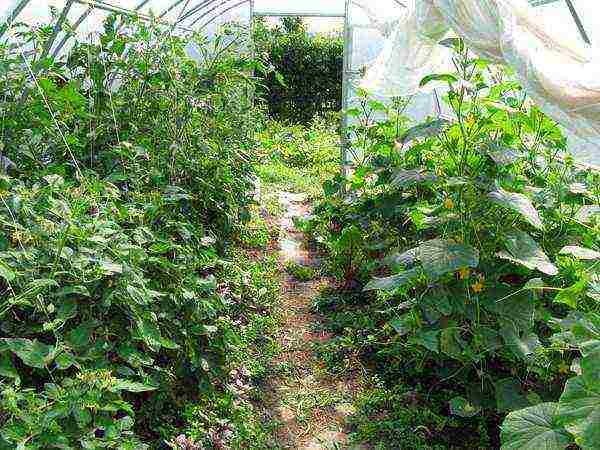 you can grow tomatoes in a greenhouse along with cucumbers