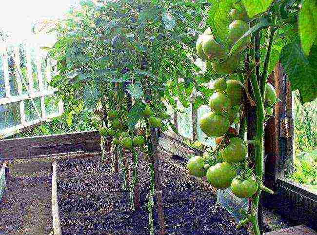 you can grow tomatoes in a greenhouse along with cucumbers