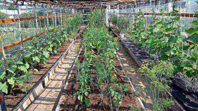 maaari kang magpalago ng mga kamatis sa isang greenhouse kasama ang mga pipino