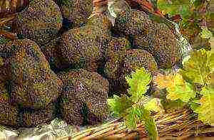 maaari kang magpalaki ng truffle sa bahay