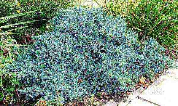 ang juniper blue star na pagtatanim at pangangalaga sa bukas na bukid sa tagsibol