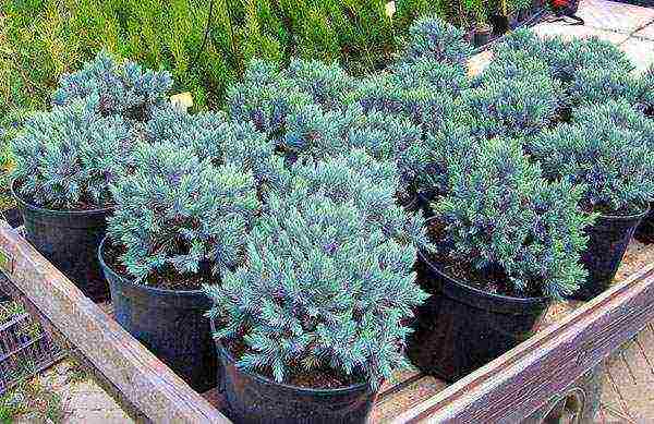 juniper blue star planting and care in the open field in spring