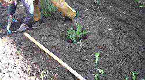 juniper blue star planting and care in the open field in spring