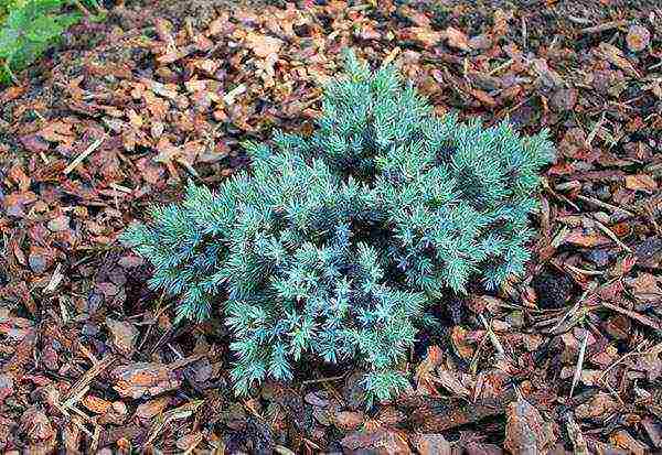 juniper blue star planting and care in the open field in spring