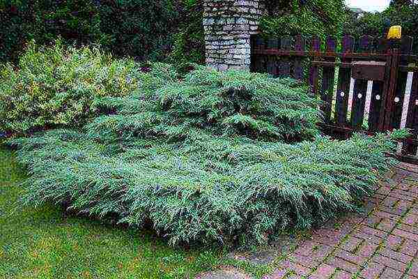 ang juniper blue star na pagtatanim at pangangalaga sa bukas na bukid sa tagsibol