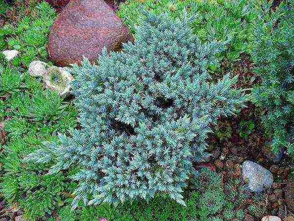 juniper blue star planting and care in the open field in spring