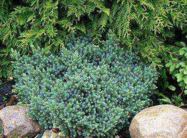 juniper blue star planting and care in the open field in spring