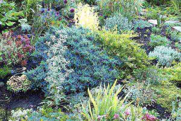 juniper blue star planting and care in the open field in spring