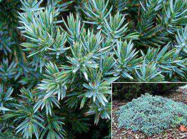 ang juniper blue star na pagtatanim at pangangalaga sa bukas na bukid sa tagsibol